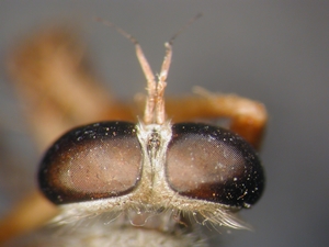Aneomochtherus flavicornis - Kopf - dorsal