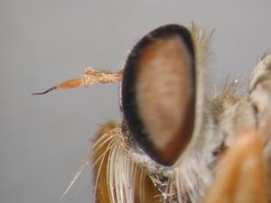 Aneomochtherus flavicornis - Kopf - lateral