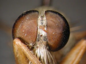 Aneomochtherus flavicornis - Kopf - frontal