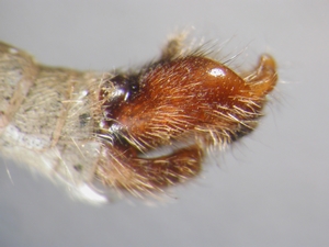 Aneomochtherus flavicornis - Hypopygium - lateral