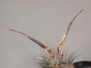 Antipalus varipes - Antenne