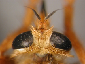 Asilus crabroniformis - head - dorsal