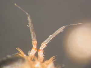 Asilus crabroniformis - Antenne