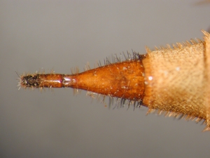 Asilus crabroniformis - Ovipositor - dorsal
