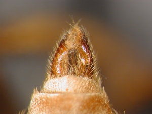 Asilus crabroniformis - Hypopygium - dorsal