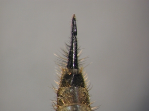 Didysmachus picipes - Ovipositor - dorsal