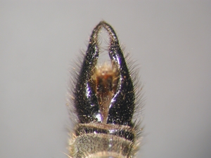 Didysmachus picipes - Hypopygium - dorsal