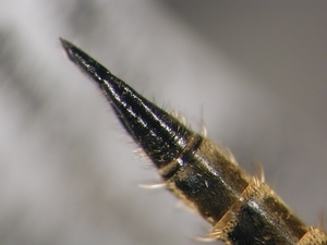 Dysmachus fuscipennis - Ovipositor - dorsal