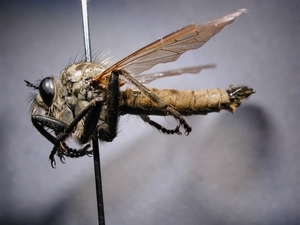 Dysmachus fuscipennis - lateral