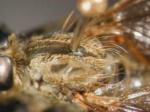 Dysmachus fuscipennis - Thorax - dorsal