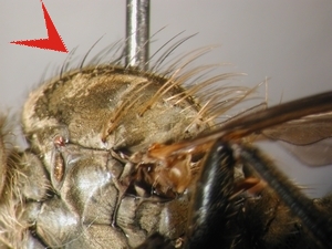 Dysmachus fuscipennis - Thorax - lateral