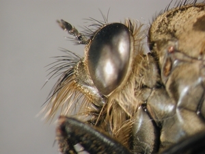 Dysmachus fuscipennis - head - lateral