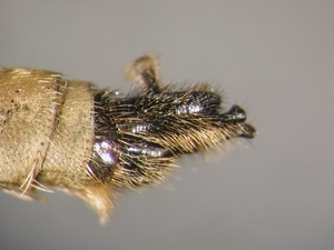Dysmachus fuscipennis - Hypopygium - lateral