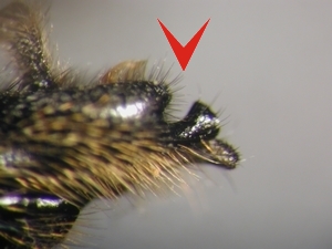 Abb. 2: Dysmachus fuscipennis: Epandrium lateral