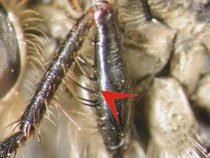 Dysmachus fuscipennis - Femur front leg