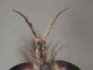 Dysmachus praemorsus - Antenna