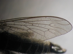 Dysmachus praemorsus - Flügel