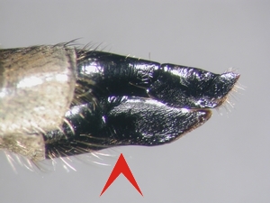 Abb. 2: Eutolmus rufibarbis: Ovipositor lateral