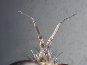 Eutolmus rufibarbis - Antenne