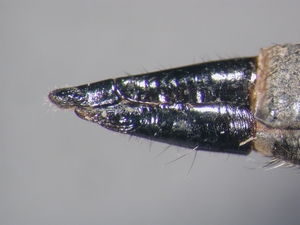 GATTUNG+SPECIES - Ovipositor - lateral