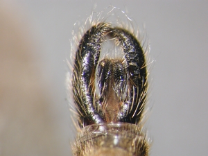 Machimus rusticus - Hypopygium - dorsal