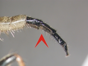 Abb. 6: Neoitamus cothurnatus: Ovipositor lateral