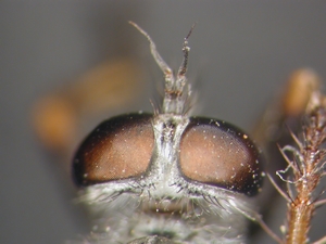 Neomochtherus geniculatus - Kopf - dorsal