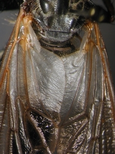 Abb. 9: Pamponerus germanicus: Flügelbasis