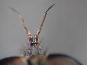Rhadiurgus variabilis - Antenne