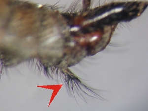 Tolmerus atricapillus - letztes Sternit