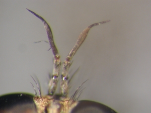 Tolmerus cingulatus - Antenne