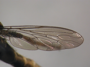 Tolmerus cingulatus - Wing