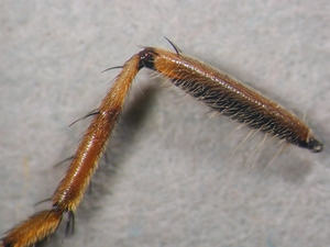 Tolmerus cingulatus - Hind leg - posterior