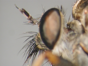 Tolmerus cowini - head - lateral