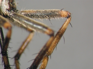 Tolmerus cowini - Hinterbein - posterior