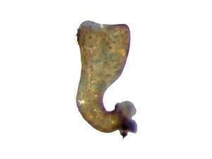Fig. 36: Tolmerus cowini: Gonostylus