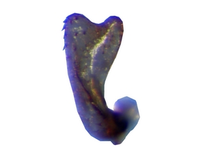 Tolmerus pyragra - Gonostylus