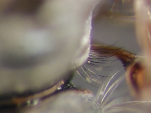 Tolmerus strandi - Anatergit mit gemischter Behhaarung