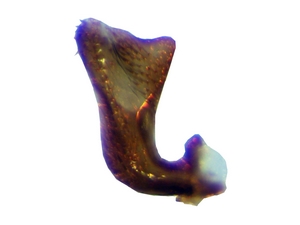 Abb. 40: Tolmerus pyragra: Gonostylus