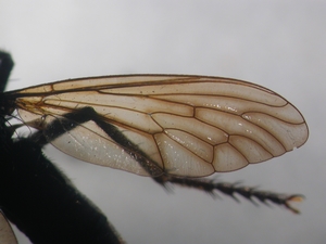 Dasypogon diadema - Flügel