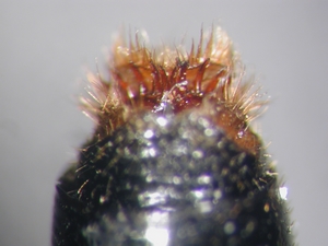 Dasypogon diadema - Ovipositor - dorsal