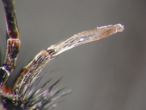 Dasypogon diadema - Antenne