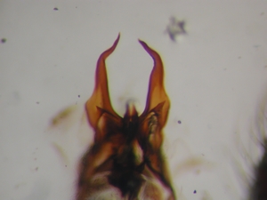 Dasypogon diadema - Aedeagus apikal