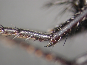 Dasypogon diadema - Vordertibienende