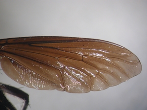 Dasypogon diadema - Wing