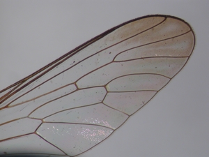 Leptarthrus brevirostris - Flügel