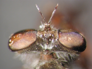 Leptarthrus vitripennis - Kopf - dorsal