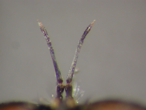 Leptarthrus vitripennis: Antenne
