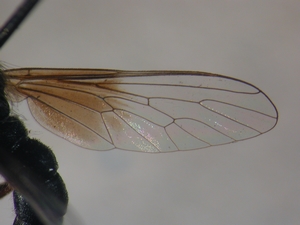 Leptarthrus vitripennis: Flügel