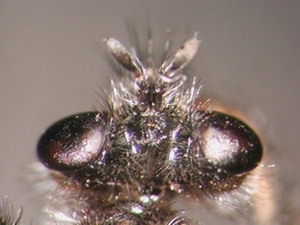 Andrenosoma albibarbe - head - dorsal